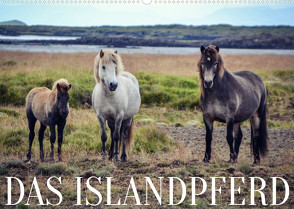 Das Islandpferd (Wandkalender 2023 DIN A2 quer) von Krämer,  Hannah