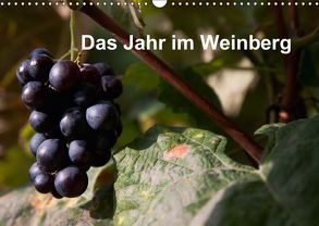 Das Jahr im Weinberg (Wandkalender 2019 DIN A3 quer) von Baumert,  Frank