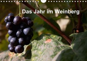 Das Jahr im Weinberg (Wandkalender 2019 DIN A4 quer) von Baumert,  Frank