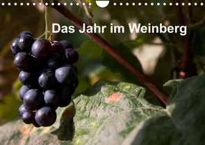Das Jahr im Weinberg (Wandkalender 2023 DIN A4 quer) von Baumert,  Frank