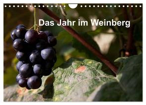Das Jahr im Weinberg (Wandkalender 2024 DIN A4 quer), CALVENDO Monatskalender von Baumert,  Frank