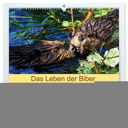 Das Leben der Biber (hochwertiger Premium Wandkalender 2024 DIN A2 quer), Kunstdruck in Hochglanz von Kattobello,  Kattobello