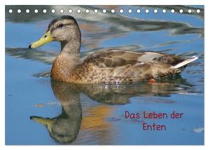 Das Leben der Enten (Tischkalender 2024 DIN A5 quer), CALVENDO Monatskalender von Kattobello,  Kattobello