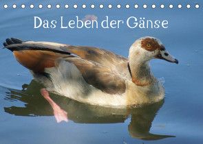 Das Leben der Gänse (Tischkalender 2023 DIN A5 quer) von kattobello