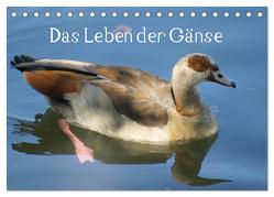 Das Leben der Gänse (Tischkalender 2024 DIN A5 quer), CALVENDO Monatskalender von Kattobello,  Kattobello