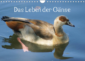 Das Leben der Gänse (Wandkalender 2023 DIN A4 quer) von kattobello