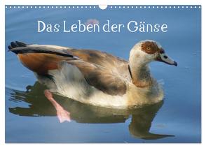 Das Leben der Gänse (Wandkalender 2024 DIN A3 quer), CALVENDO Monatskalender von Kattobello,  Kattobello