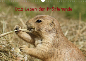 Das Leben der Präriehunde (Wandkalender 2022 DIN A3 quer) von kattobello