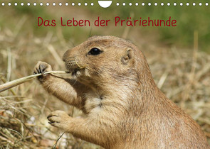 Das Leben der Präriehunde (Wandkalender 2023 DIN A4 quer) von kattobello