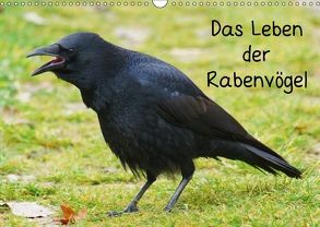 Das Leben der Rabenvögel (Wandkalender 2018 DIN A3 quer) von kattobello