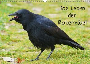 Das Leben der Rabenvögel (Wandkalender 2019 DIN A3 quer) von kattobello