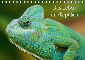 Das Leben der Reptilien (Tischkalender 2019 DIN A5 quer) von kattobello