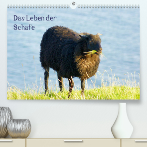 Das Leben der Schafe (Premium, hochwertiger DIN A2 Wandkalender 2023, Kunstdruck in Hochglanz) von kattobello