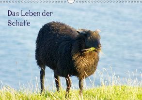 Das Leben der Schafe (Wandkalender 2018 DIN A3 quer) von kattobello
