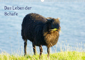 Das Leben der Schafe (Wandkalender 2022 DIN A3 quer) von kattobello