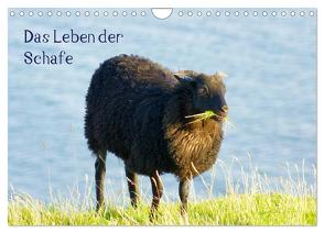 Das Leben der Schafe (Wandkalender 2024 DIN A4 quer), CALVENDO Monatskalender von Kattobello,  Kattobello