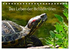 Das Leben der Schildkröten (Tischkalender 2024 DIN A5 quer), CALVENDO Monatskalender von Kattobello,  Kattobello