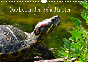 Das Leben der Schildkröten (Wandkalender 2023 DIN A4 quer) von kattobello