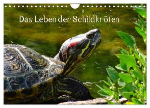 Das Leben der Schildkröten (Wandkalender 2024 DIN A4 quer), CALVENDO Monatskalender von Kattobello,  Kattobello