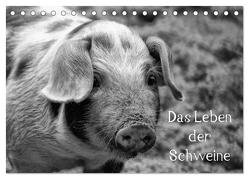 Das Leben der Schweine (Tischkalender 2024 DIN A5 quer), CALVENDO Monatskalender von Kattobello,  Kattobello