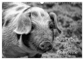 Das Leben der Schweine (Wandkalender 2024 DIN A3 quer), CALVENDO Monatskalender von Kattobello,  Kattobello