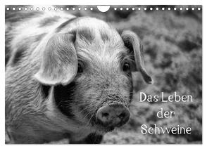 Das Leben der Schweine (Wandkalender 2024 DIN A4 quer), CALVENDO Monatskalender von Kattobello,  Kattobello