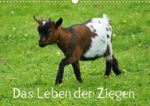Das Leben der Ziegen (Posterbuch DIN A4 quer) von Kattobello,  k.A.