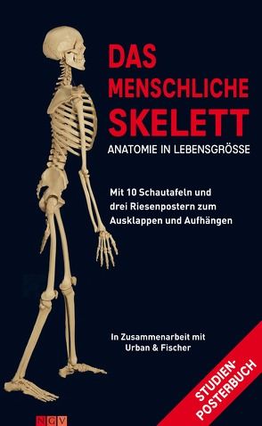 Das menschliche Skelett von Abrahams,  Peter H, Hutchings ,  R. T., Logan,  B.M., McMinn,  R.M.H.