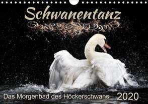 Das Morgenbad des Höckerschwans (Wandkalender 2020 DIN A4 quer) von Banker,  Sylvio