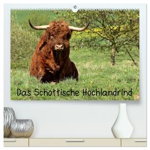 Das Schottische Hochlandrind (hochwertiger Premium Wandkalender 2024 DIN A2 quer), Kunstdruck in Hochglanz von Schmutzler-Schaub,  Christine
