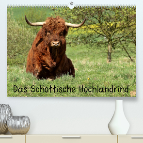 Das Schottische Hochlandrind (Premium, hochwertiger DIN A2 Wandkalender 2020, Kunstdruck in Hochglanz) von Schmutzler-Schaub,  Christine