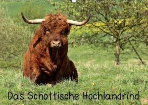 Das Schottische Hochlandrind (Wandkalender 2019 DIN A2 quer) von Schmutzler-Schaub,  Christine