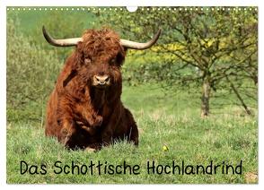 Das Schottische Hochlandrind (Wandkalender 2024 DIN A3 quer), CALVENDO Monatskalender von Schmutzler-Schaub,  Christine