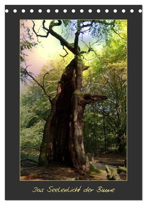 Das Seelenlicht der Bäume (Tischkalender 2024 DIN A5 hoch), CALVENDO Monatskalender von Hubner,  Katharina