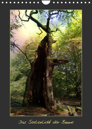 Das Seelenlicht der Bäume (Wandkalender 2023 DIN A4 hoch) von Hubner,  Katharina
