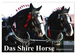 Das Shire Horse. Impressionen (Wandkalender 2024 DIN A2 quer), CALVENDO Monatskalender von Stanzer,  Elisabeth