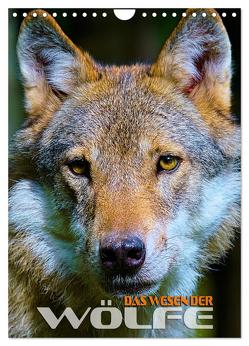 Das Wesen der Wölfe (Wandkalender 2024 DIN A4 hoch), CALVENDO Monatskalender von Utz,  Renate