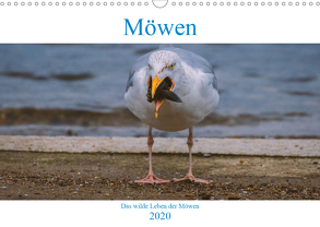 Das wilde Leben der Möwen (Wandkalender 2020 DIN A3 quer) von Wünsche,  Arne