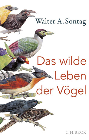 Das wilde Leben der Vögel von Sontag,  Walter A.