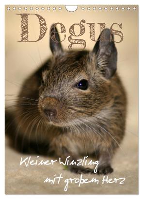 Degus – Winzlinge mit großem Herz (Wandkalender 2024 DIN A4 hoch), CALVENDO Monatskalender von Tapper,  Daniela