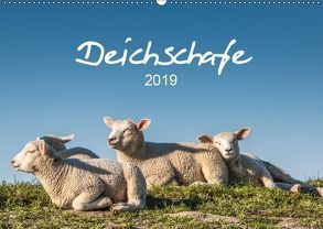 Deichschafe (Wandkalender 2019 DIN A2 quer) von Giesers,  Stephan