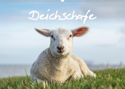 Deichschafe (Wandkalender 2021 DIN A2 quer) von Giesers,  Stephan