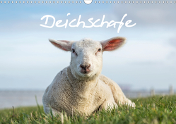 Deichschafe (Wandkalender 2021 DIN A3 quer) von Giesers,  Stephan