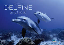 Delfine 2022 von Ziltener,  Angela