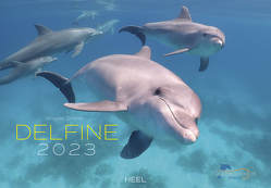 Delfine 2023 von Ziltener,  Angela