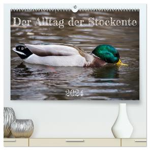 Der Alltag der Stockente (hochwertiger Premium Wandkalender 2024 DIN A2 quer), Kunstdruck in Hochglanz von Mahrhofer,  Verena