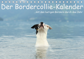 Der Bordercollie-Kalender (Tischkalender 2020 DIN A5 quer) von Köntopp,  Kathrin