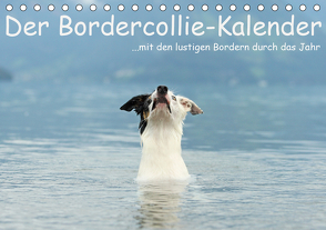 Der Bordercollie-Kalender (Tischkalender 2021 DIN A5 quer) von Köntopp,  Kathrin
