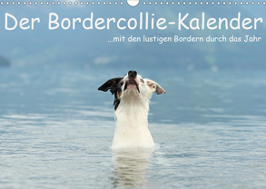 Der Bordercollie-Kalender (Wandkalender 2020 DIN A3 quer) von Köntopp,  Kathrin