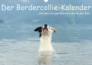 Der Bordercollie-Kalender (Wandkalender 2021 DIN A3 quer) von Köntopp,  Kathrin